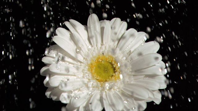 White gerbera daisy featured in a slow motion rain shower showcase delicate petals against a contrasting black background. Intense close-up captures water droplets perfectly frozen in motion, highlighting flower's vibrant beauty. Ideal for use in nature blogs, flower shop marketing, botanical studies, and art projects emphasizing natural beauty and movement.