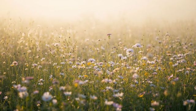 Sunlit wildflower meadow at dawn with daisy-like blooms and creamy golden bokeh glow