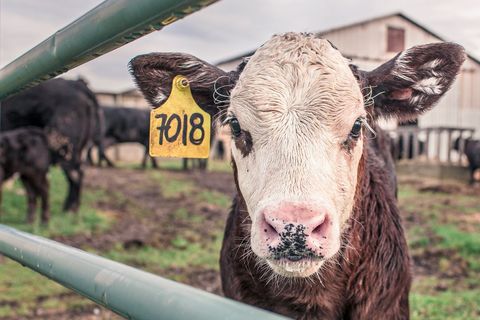 Curious brown and white calf wearing yellow ear tag 7018 looking through metal gate