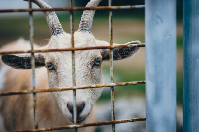 Goat with horns is looking curiously through a metal fence. Interesting perspective showcases the goat's eyes and head. This image can be used to highlight themes of captivity, farm life, animal domestication, and agriculture. Suitable for articles or projects focusing on livestock management or rural settings.