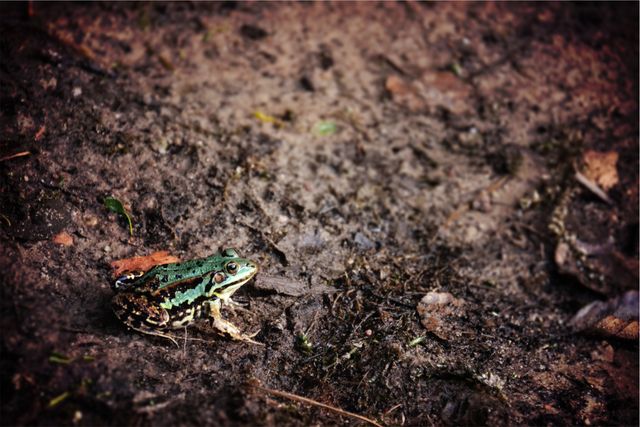 Camouflaged Frog on Forest Floor Blending with Surroundings - Download Free Stock Photos Pikwizard.com
