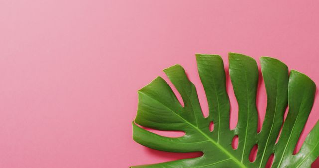 Green monstera plant leaf on pink background with copy space - Download Free Stock Photos Pikwizard.com