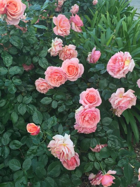 Lush pink rose bush displaying numerous blossoms, set amidst vibrant green foliage. Ideal for nature-related projects, gardening publications, floral designs, or promoting outdoor events. Suitable for backgrounds, greeting cards, or advertisements highlighting beauty and elegance.