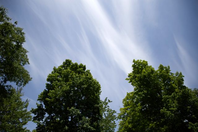 Green tree tops contrast vibrantly with wispy clouds strung across a clear blue sky. Perfect for backgrounds, nature-related content, environmental campaigns, and outdoor event promotions.