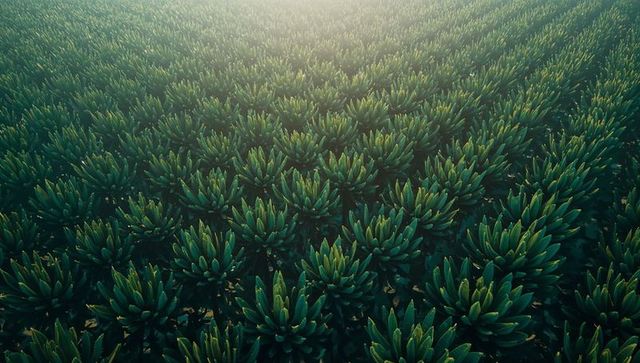 Aerial view showing rosette succulent plantation forming uniform grid pattern in morning haze