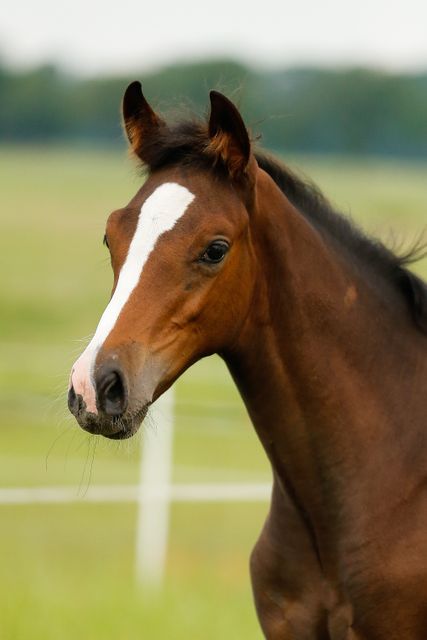 Close-Up of Brown Horse with White Markings in Field - Download Free Stock Photos Pikwizard.com