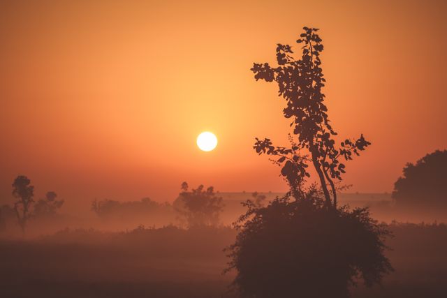 Beautiful Sunrise Over Misty Landscape with Silhouetted Trees - Download Free Stock Photos Pikwizard.com