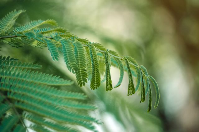 This image captures the close-up of green fern leaves illuminated by natural light, conveying fresh and tranquil vibes. Perfect for use in nature-themed designs, environmental campaigns, botanical studies, or wellness and relaxation advertisements.
