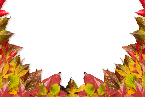 autumn leaves frame on transparent background with vivid colors - Download Free Stock Videos Pikwizard.com