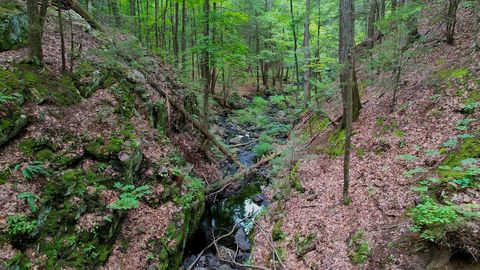 Peaceful Forest Stream Flowing Through Lush Green Woods