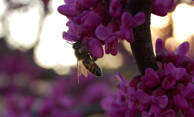 Bee Collecting Nectar from Vibrant Pink Flowers at Sunset - Download Free Stock Photos Pikwizard.com