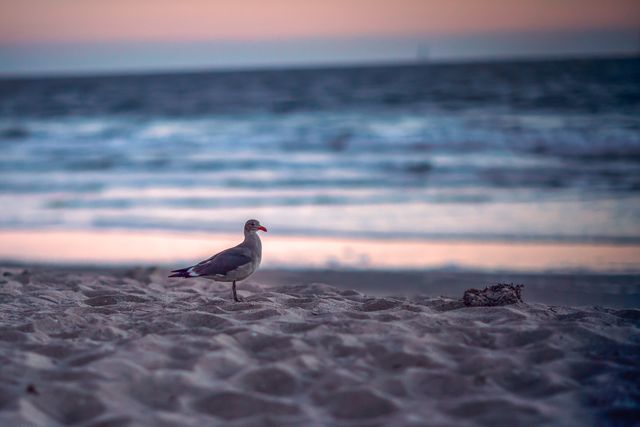 Seagull Standing on a Sandy Beach at Sunset Near Ocean Waves - Download Free Stock Photos Pikwizard.com