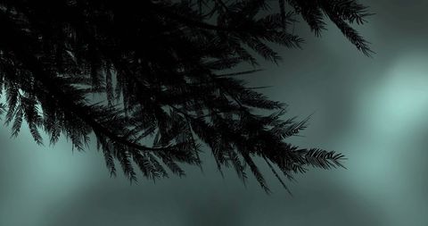 Silhouette of Pine Branches Against Stormy Skies - Download Free Stock Images Pikwizard.com