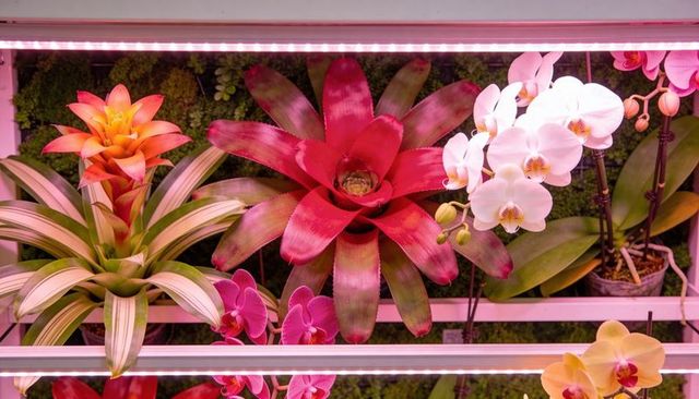 Vibrant red bromeliad and phalaenopsis orchids glowing under magenta led grow lights