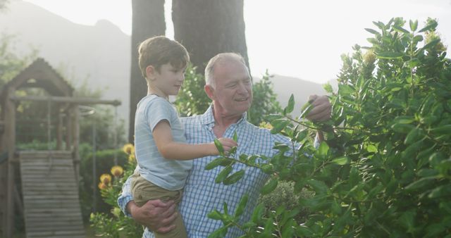 Grandfather and Grandson Gardening Together in Sunlit Yard - Download Free Stock Images Pikwizard.com