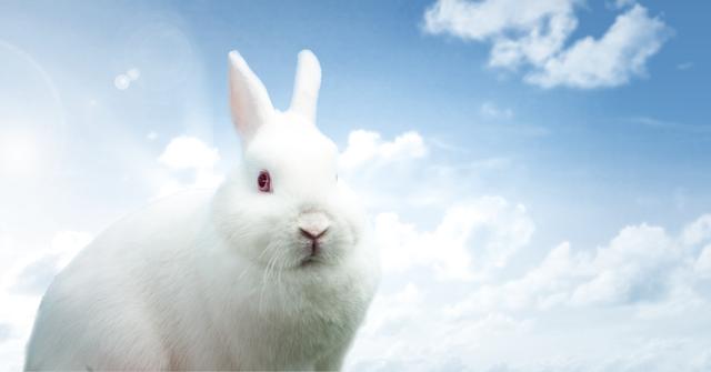 Digital composite of Easter rabbit in front of blue sky