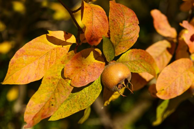 Close-up of Autumn Medlar Fruit on Tree with Colorful Leaves - Download Free Stock Photos Pikwizard.com