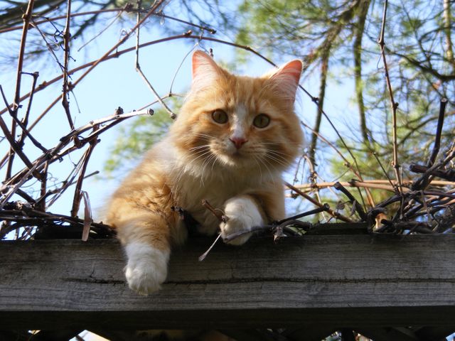 Fluffy Orange Cat on Wooden Fence in Garden - Download Free Stock Photos Pikwizard.com
