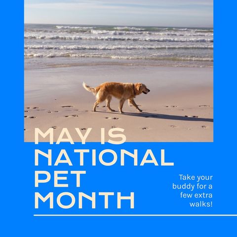 Golden retriever enjoying walk on sandy beach for national pet month