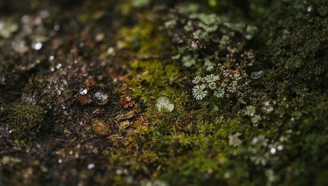 Water droplet reflecting green moss on forest floor
