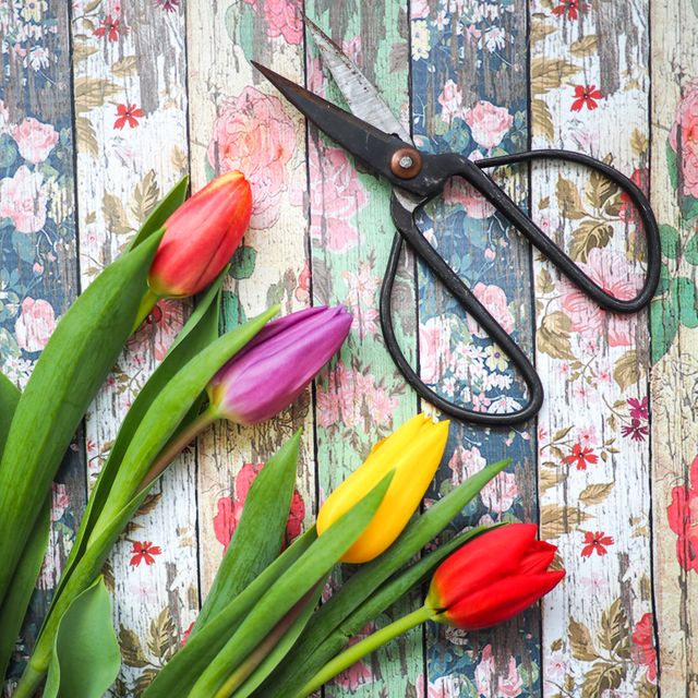 A visually charming image featuring vibrant tulips in various colors placed next to vintage scissors on a rustic wooden surface with a floral pattern. Great for uses in garden or floral articles, DIY flower arrangement tutorials, spring-themed promotions, or vintage design projects.