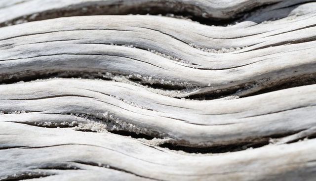 Weathered driftwood close-up showing wavy bleached grain and sand-filled crevices