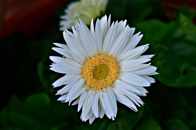 Close-Up of Blooming White Daisy in Garden - Download Free Stock Photos Pikwizard.com