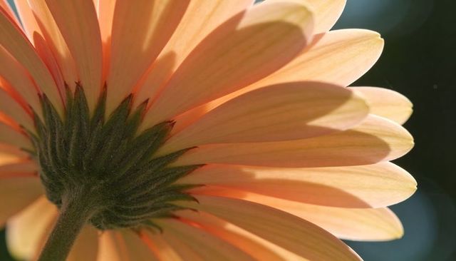 Backlit peach daisy revealing translucent petals and fuzzy green calyx macro closeup