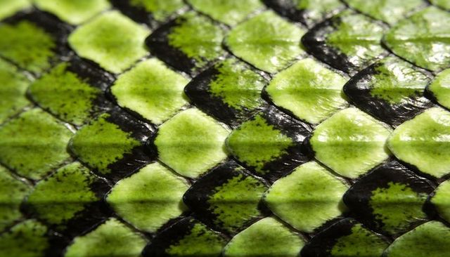 Macro green and black reptile scales forming diamond tessellation pattern with glossy sheen