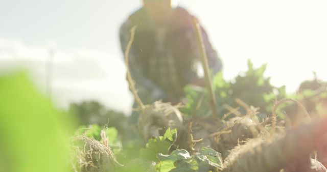 Farmer Harvesting Crops in Sunlit Field - Download Free Stock Images Pikwizard.com