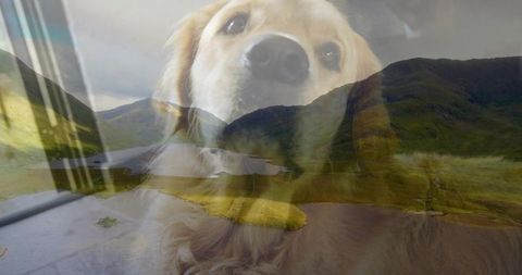 Golden retriever gazing through car window over misty lake and rolling hills, moody travel portrait