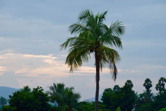 Tropical Palm Tree at Sunset with Cloudy Sky - Download Free Stock Photos Pikwizard.com