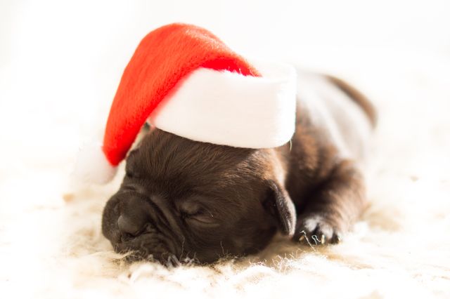 Adorable image of a newborn puppy peacefully sleeping on a soft carpet while wearing a festive Santa hat. Perfect for holiday-themed designs, pet store advertisements, Christmas cards, and social media posts celebrating festive cheer and the cuteness of pets during the holidays.
