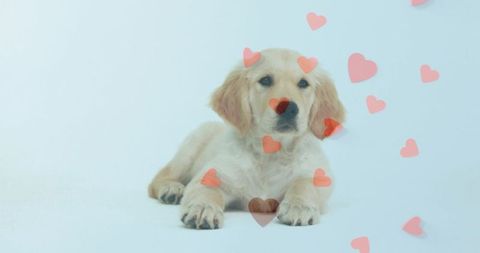 Joyful golden retriever puppy with floating hearts artwork