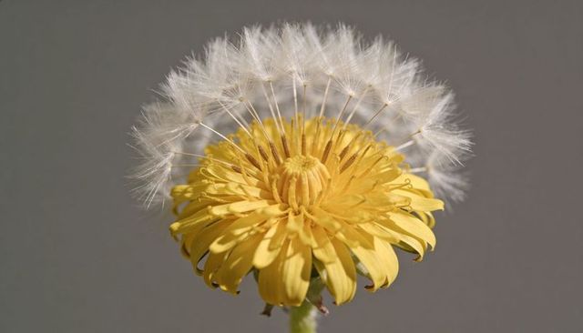 Macro dandelion seedhead showing yellow florets and white pappus halo on gray backdrop