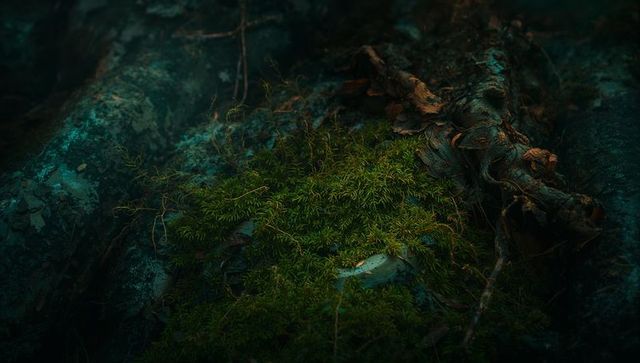 Glowing Moss Carpet Nestled Among Gnarled Roots on Dark Forest Floor at Twilight