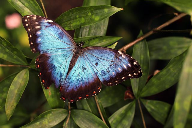 Blue Butterfly Resting on Green Leaves in Tropical Garden - Download Free Stock Photos Pikwizard.com