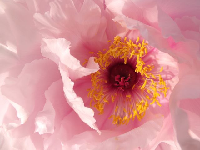 Close-Up of Pink Flower with Yellow Stamen - Download Free Stock Photos Pikwizard.com