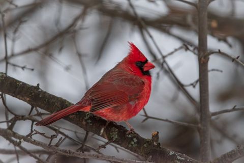 Vibrant red bird northern cardinal on snowy branch