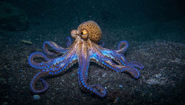 Resting octopus displaying mottled mantle on gravel seafloor with vivid blue suction cups