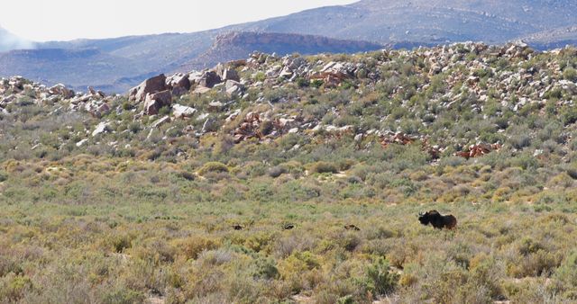 Solitary buffalo seen grazing in an expansive, arid rocky landscape with distant mountains. Illustrates rugged wilderness and wildlife in natural habitat. Useful for themes involving nature, outdoor adventure, wildlife photography, biodiversity, travel blogs, and conservation.