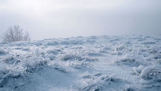 Frost-Covered Grass Tufts in Misty Winter Meadow with Hoarfrost Crystals and Bare Trees