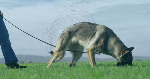 German Shepherd Dog Investigating Grass Field with Leash in Countryside