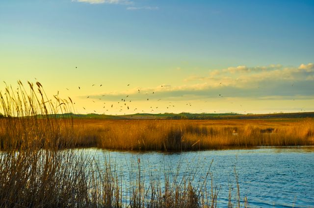 Beautiful scene of wetlands during golden hour with birds flying in the sky. Calm water and reeds create a serene and picturesque landscape. Perfect for nature blogs, travel websites, and landscape photography portfolios.