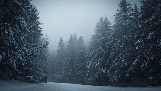 Snow-Covered Forest Road Leading into Misty Winter Pines and Fir Trees, Quiet Woodland