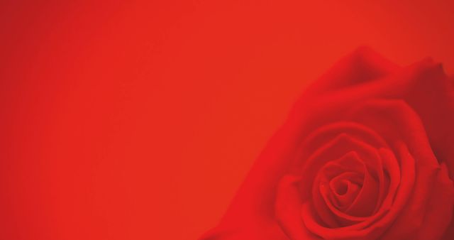 Single Red Rose on Vibrant Red Background with Copy Space - Download Free Stock Images Pikwizard.com