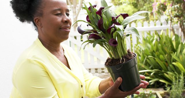 Mature woman holding potted black calla lilies in lush backyard garden, surrounded by vibrant green plants and a white picket fence. Perfect for concepts related to gardening, outdoor hobbies, plant care, and healthy lifestyles.