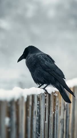 Raven Perching on Snowy Fence Vertical Video — Moody Winter Corvid Close-Up