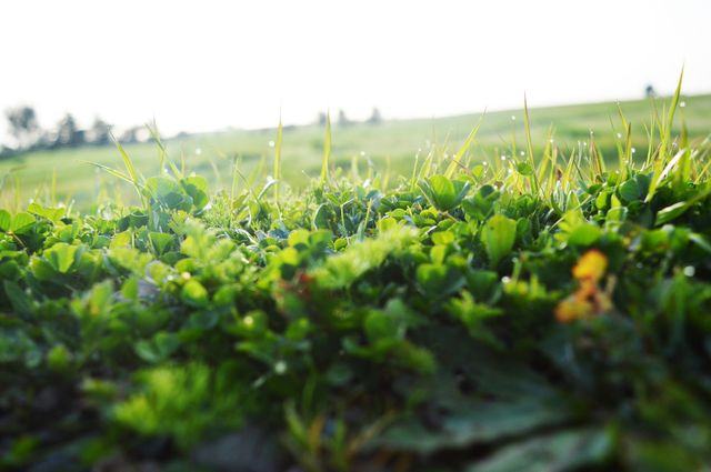 Morning dew glistening on lush green grass under warm sunlight, ideal for illustrating concepts of freshness, natural beauty, tranquility, and clean environment. Perfect for use in environmental campaigns, relaxation themes, wellness, and outdoor advertisements.