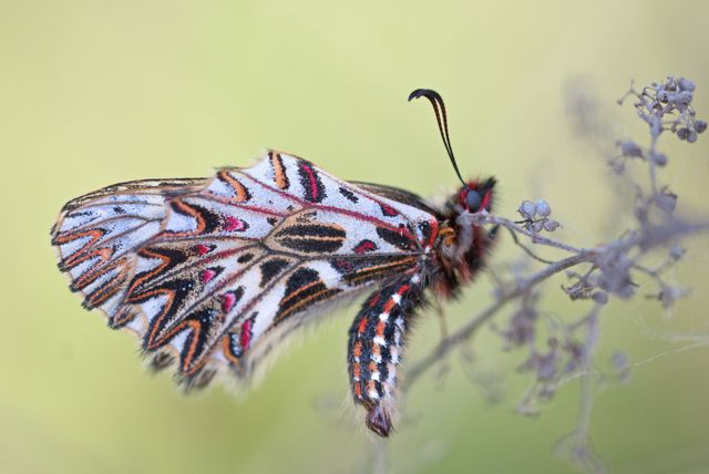 Close-up of an exotic butterfly with vibrant and intricate markings on its wings, resting on a delicate branch in natural surroundings. Useful for nature-themed materials, wildlife documentaries, educational content, and biodiversity projects.